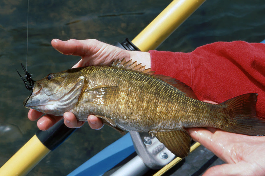 Smallmouth Bass Streams Fly Fishing Report - April 19, 2023 – Murray's Fly  Shop