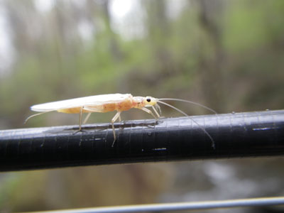 Mountain Trout Streams Fly Fishing Report - Update May 31, 2018