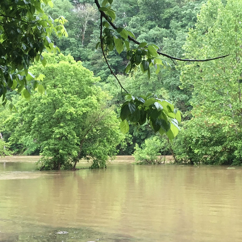 Smallmouth Bass Streams Fly Fishing Report - May 26, 2017