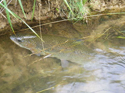 Stocked Trout Streams Fly Fishing Report - June 18, 2018