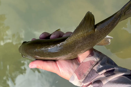 Smallmouth Bass Streams Fly Fishing Report - July 19, 2023