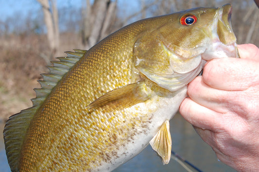 Smallmouth Bass Streams Fly Fishing Report - November 2, 2022