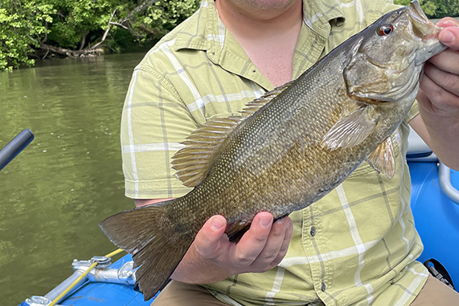 Smallmouth Bass Streams Fly Fishing Report - May 30, 2024