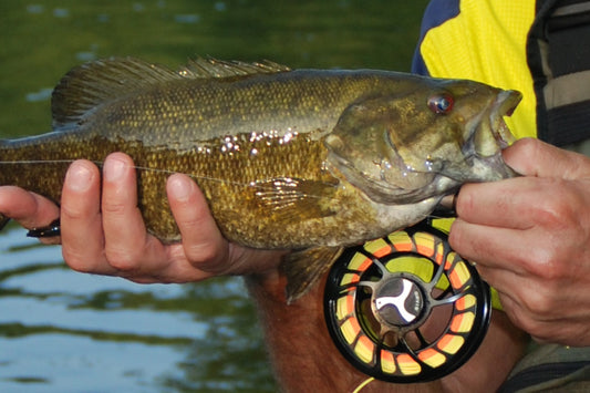 Smallmouth Bass Streams Fly Fishing Report - June 5, 2024