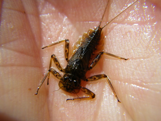 Epeorus pleuralis nymph