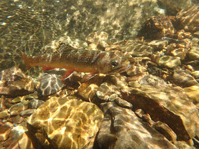 Mountain Trout Streams Fly Fishing Report - September 17, 2020