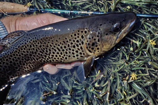 Mountain Trout Streams Fly Fishing Report - June 30, 2022