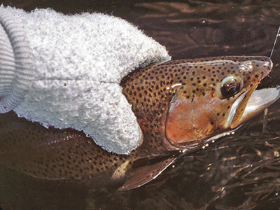 Stocked Trout Streams Fly Fishing Report - February 20, 2020