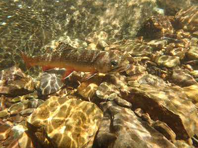 Mountain Trout Streams Fly Fishing Report - July 30, 2020