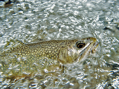 Stocked Trout Streams Fly Fishing Report - February 7, 2020