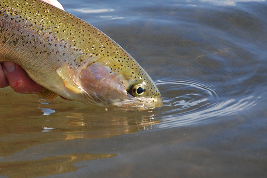 Stocked Trout Streams Fly Fishing Report - April 5, 2024 – Murray's Fly ...