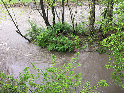 Stocked Trout Streams Fly Fishing Report - April 30, 2020