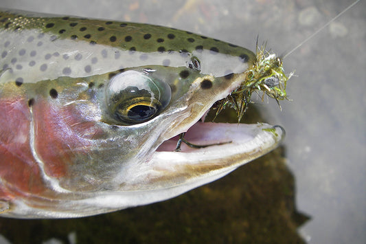 Stocked Trout Streams Fly Fishing Report - Update May 10, 2023