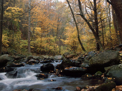 Mountain Trout Streams Fly Fishing Report - October 24, 2019