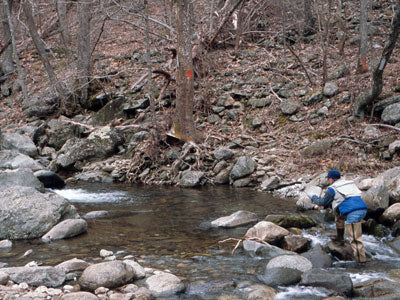 Mountain Trout Streams Fly Fishing Report - November 7, 2019