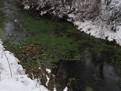 Stocked Trout Stream Fly Fishing Report - January 17, 2019