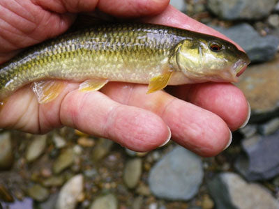 Stocked Trout Streams Fly Fishing Report - October 19, 2018