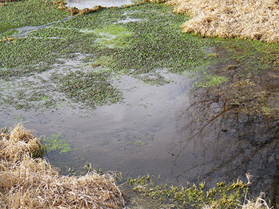 Stocked Trout Streams Fly Fishing Report - December 19, 2019