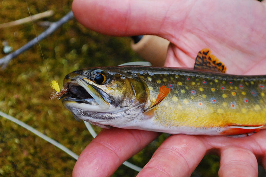 Mountain Trout Streams Fly Fishing Report - August 2, 2023 – Murray's ...