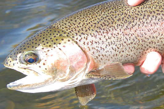 Trout Streams Fly Fishing Report - November 5, 2024