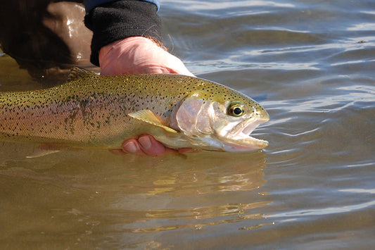 Trout Streams Fly Fishing Report - February 19, 2025