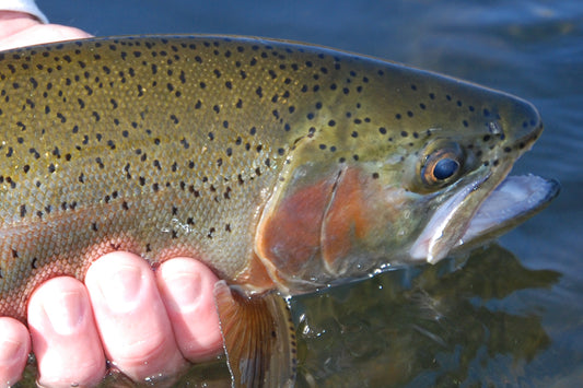 Trout Streams Fly Fishing Report - October 13, 2022