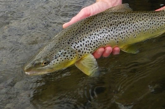 Trout Streams Fly Fishing Report - November 5, 2022