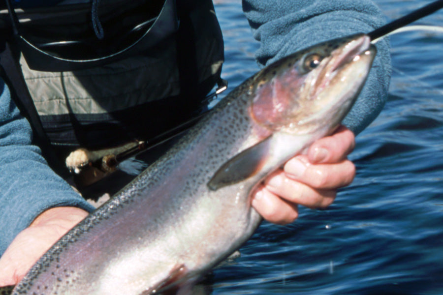 Trout Streams Fly Fishing Report - December 4, 2024