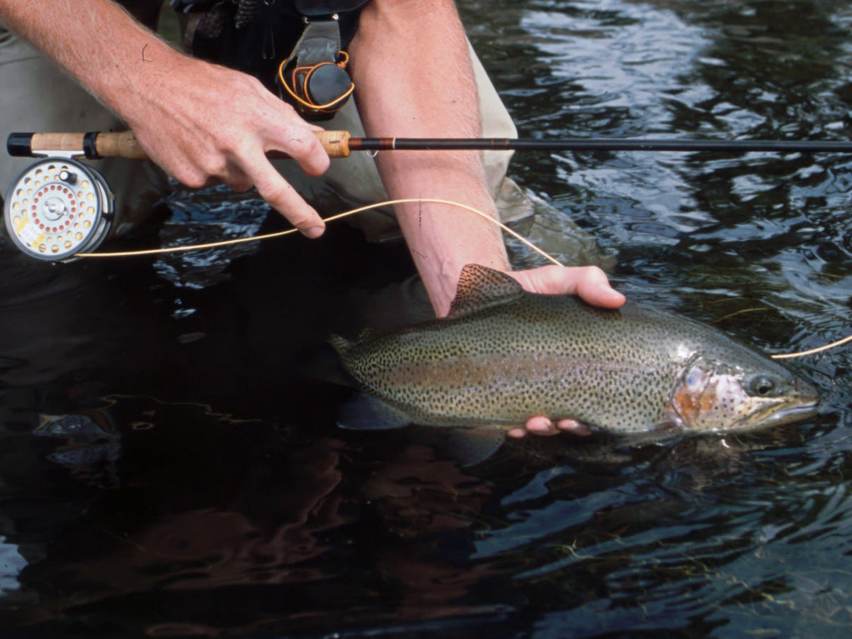 Fly Fishing Education and Gear