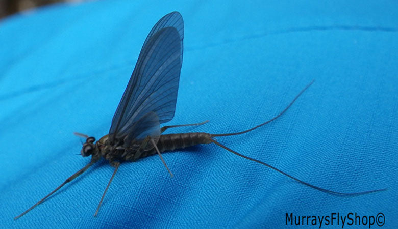 Pictured is a quill gordon mayfly dun on a blue background