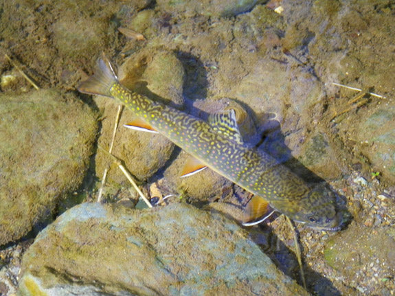 Native brook trout in the water of a small mountain trout stream with a rocky bottom in Virginia Shenandoah National Park