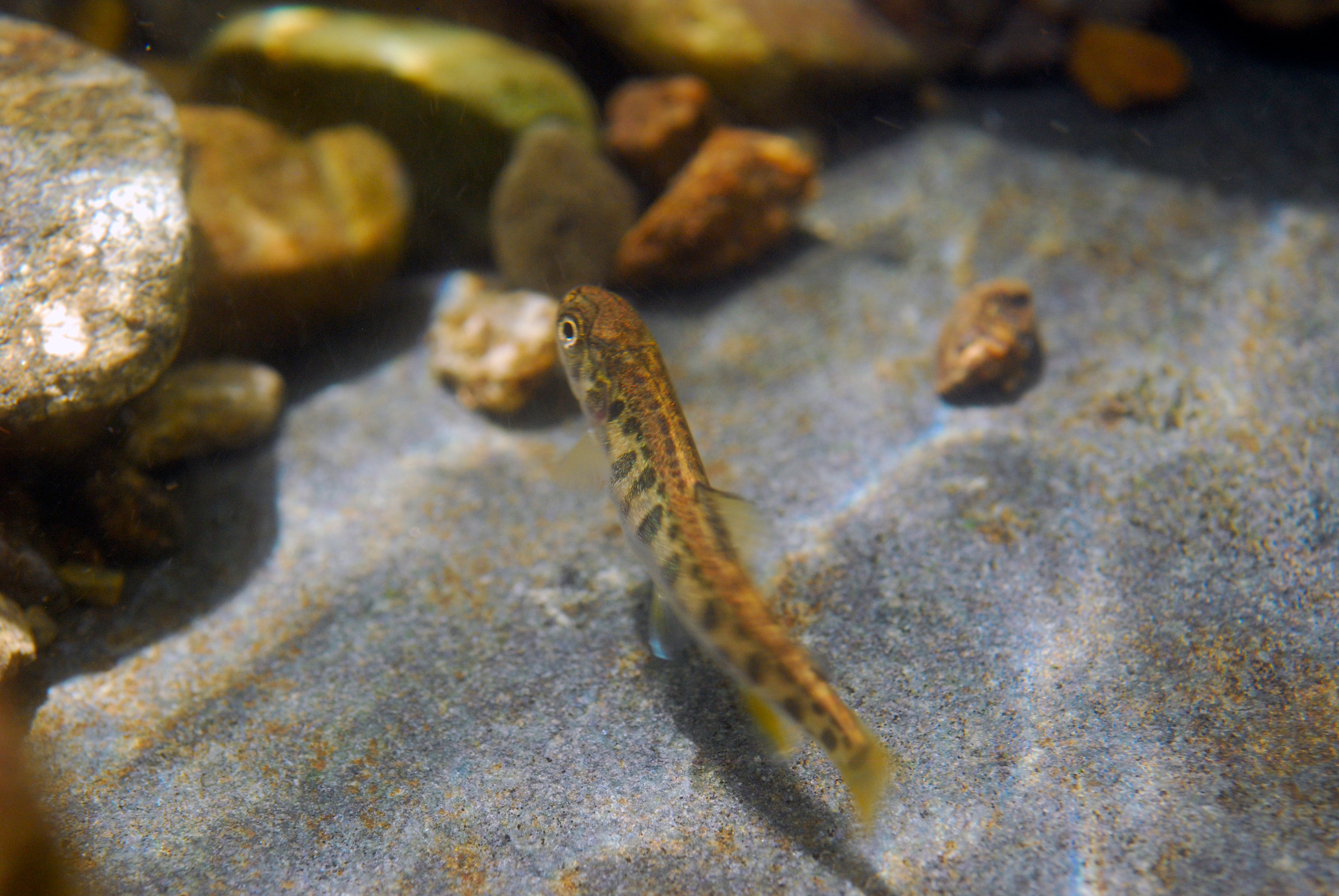 Shown is a young of the year brook trout which is approximately one inch long and two months old