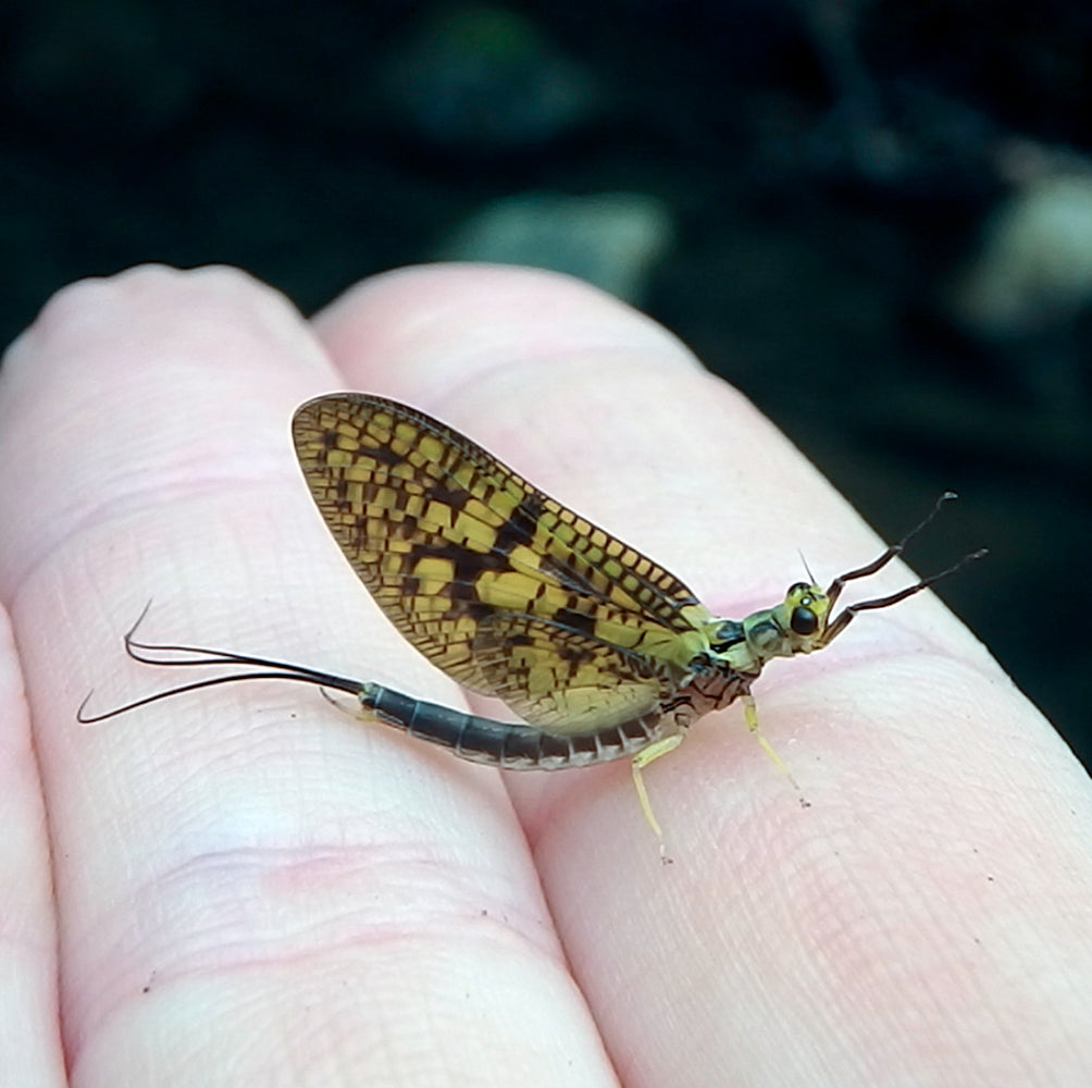 March Brown Mayfly Dun Aquatic Insect