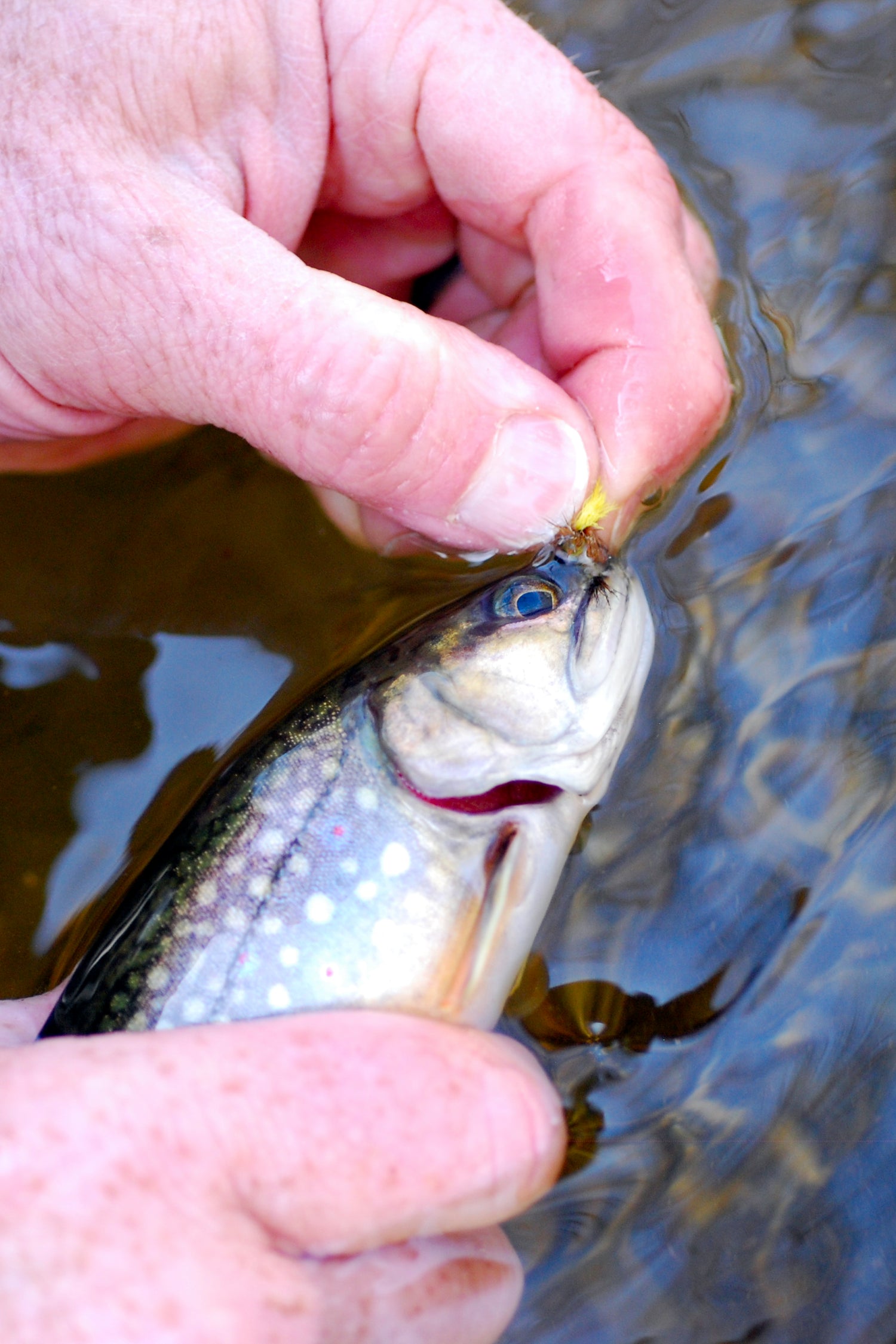 Native Brook Trout being released by an angler who caught it