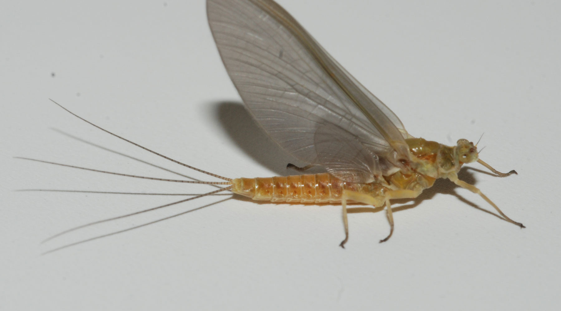 Sulphur Mayfly Dun on a white background